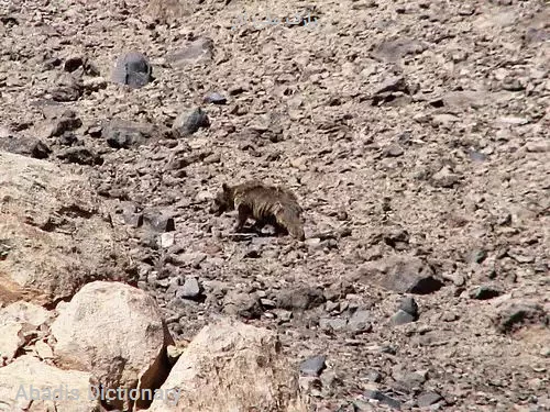 پارک ملی لار